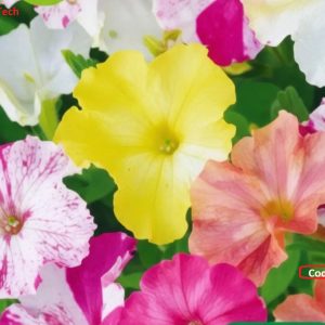 Petunia Mix Flower Seeds পিটুনিয়া মিশ্রণ বীজ 101