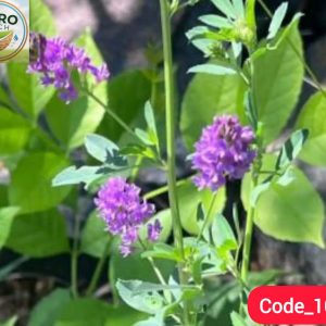 Alfalfa Flower Seeds আলফালফা লুসারি বীজ 102
